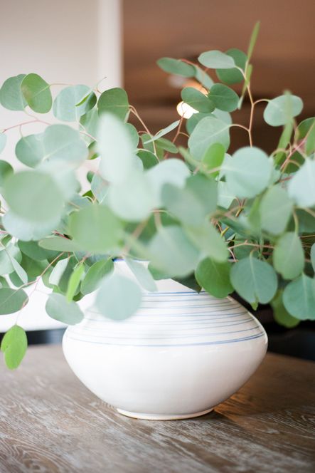 Go-To Greenery | The Best Plants for Home Styling