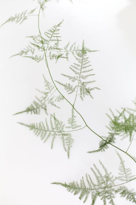 Go-To Greenery | The Best Plants for Home Styling