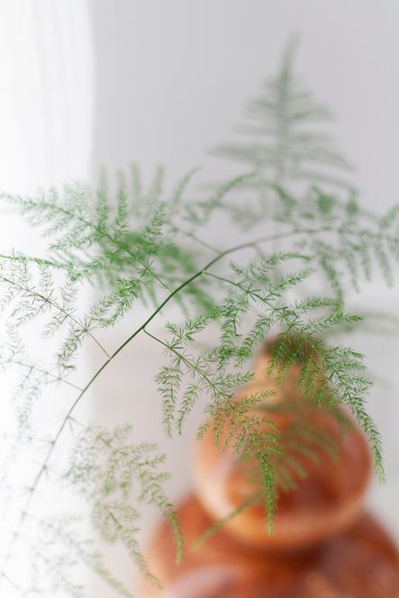 Go-To Greenery | The Best Plants for Home Styling