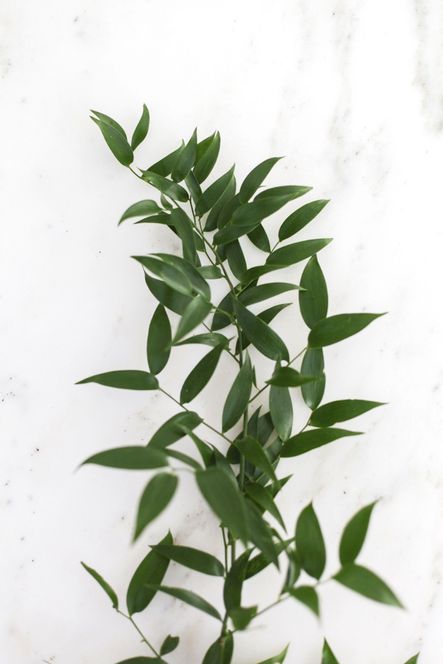 Go-To Greenery | The Best Plants for Home Styling